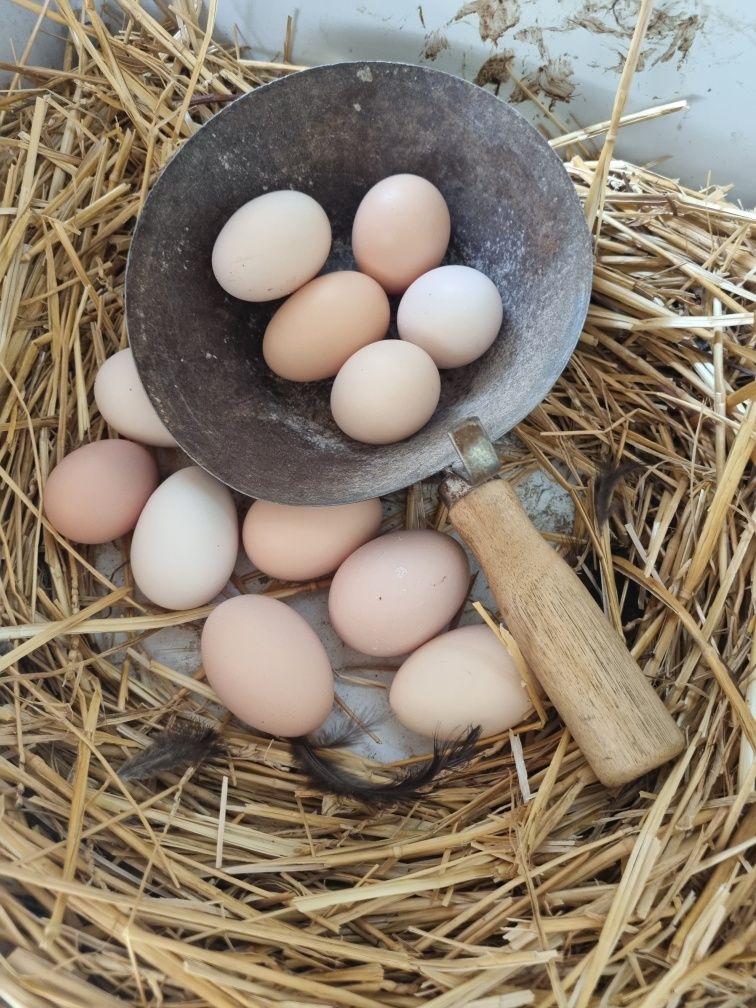 Găini AustraLorp Nr 1 La producția de Ouă zilnic, 120 Lei bucata Satu