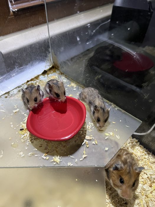 Подарявам хамстерчета,родени са преди 2 седмици.