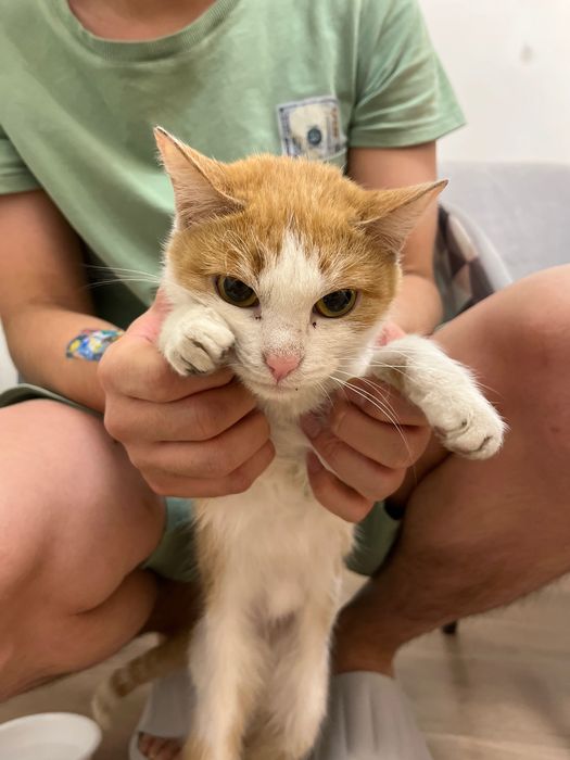 Срочно! Кошечка ищет дом