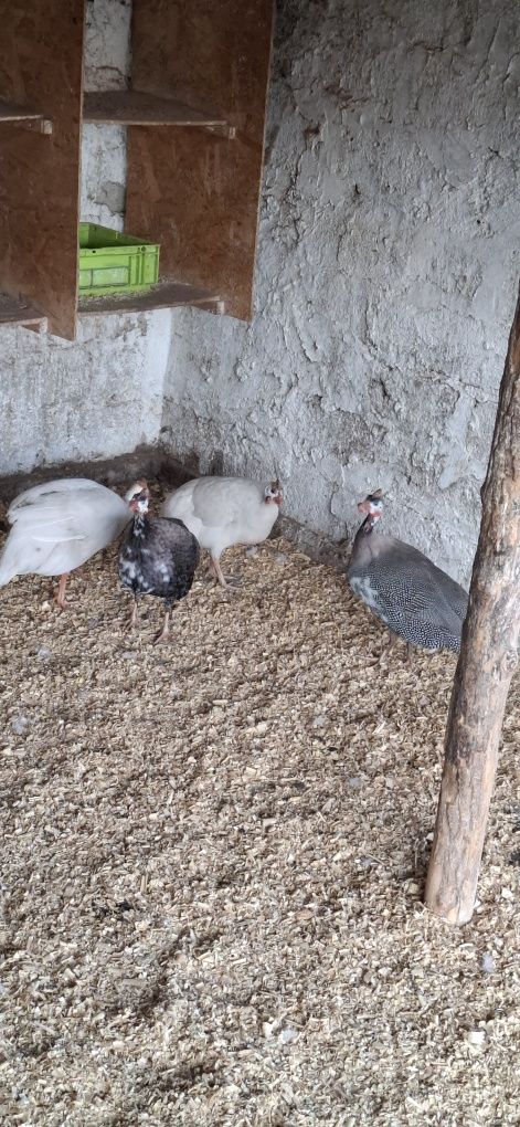 Vând bibilici colorate..3 femele și 1 mascul se vinde toate 4