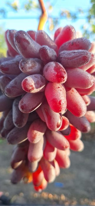 Vîtă de vie, corzi altoi