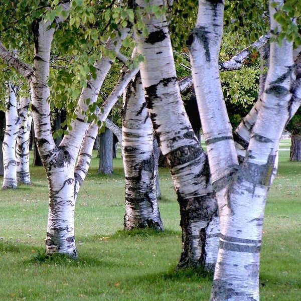 Vând mesteacăn cu coajă albă dimensiuni mari