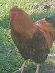 Cocosi wyandotte