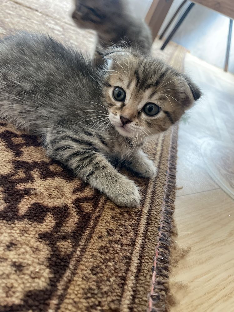 Отдам красивых котят