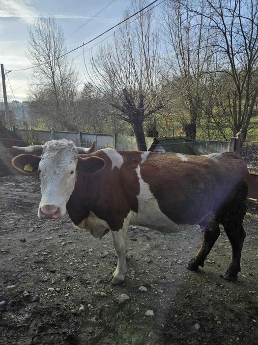Vând vacă gestanta
