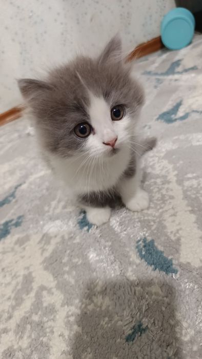 Продаётся котёнок скотиш страйт хайленд