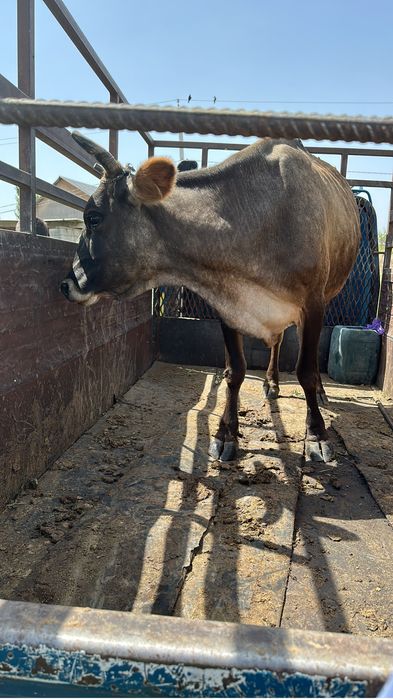 Вынужденный забой