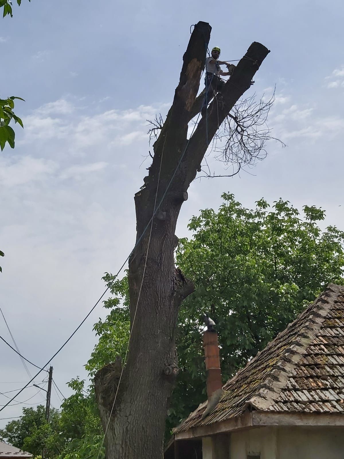 Taiere copaci lucrări la înălțime