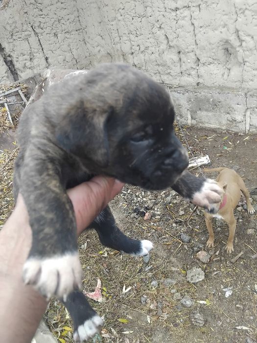 Pitbul bolalari 3 dona