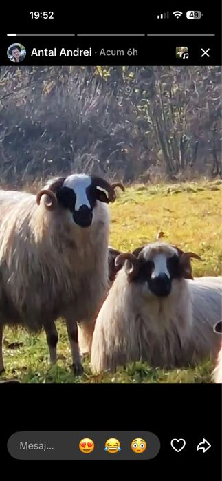 Berbecuti nosteni de vanzare Breaza de Hateg