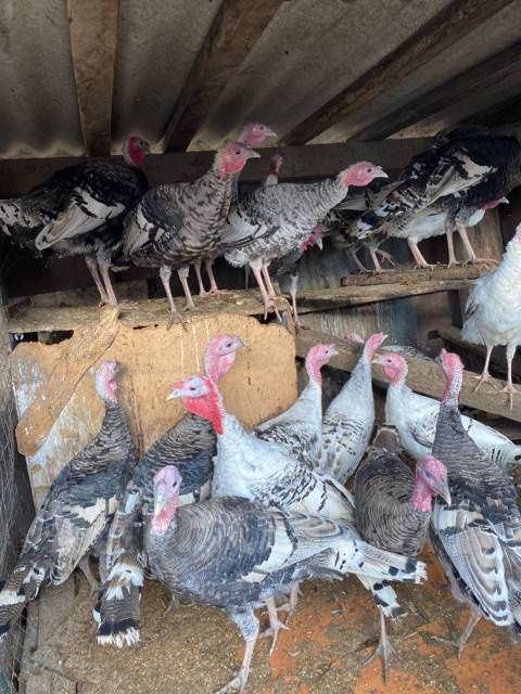 Индюшата Бронза Домашние