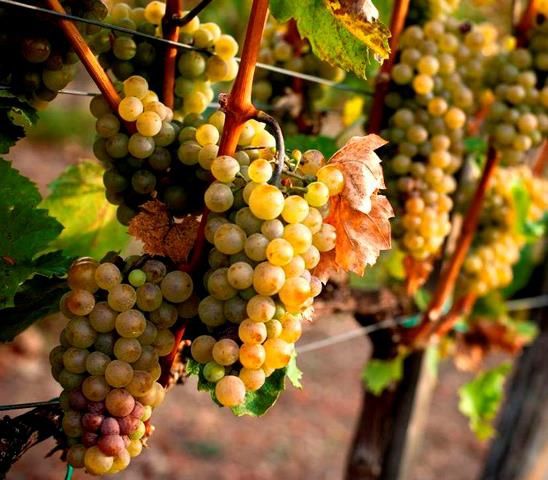 Vita De Vie Altoită (DE VIN )