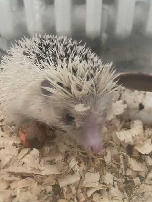 Vand arici african foarte prietenos