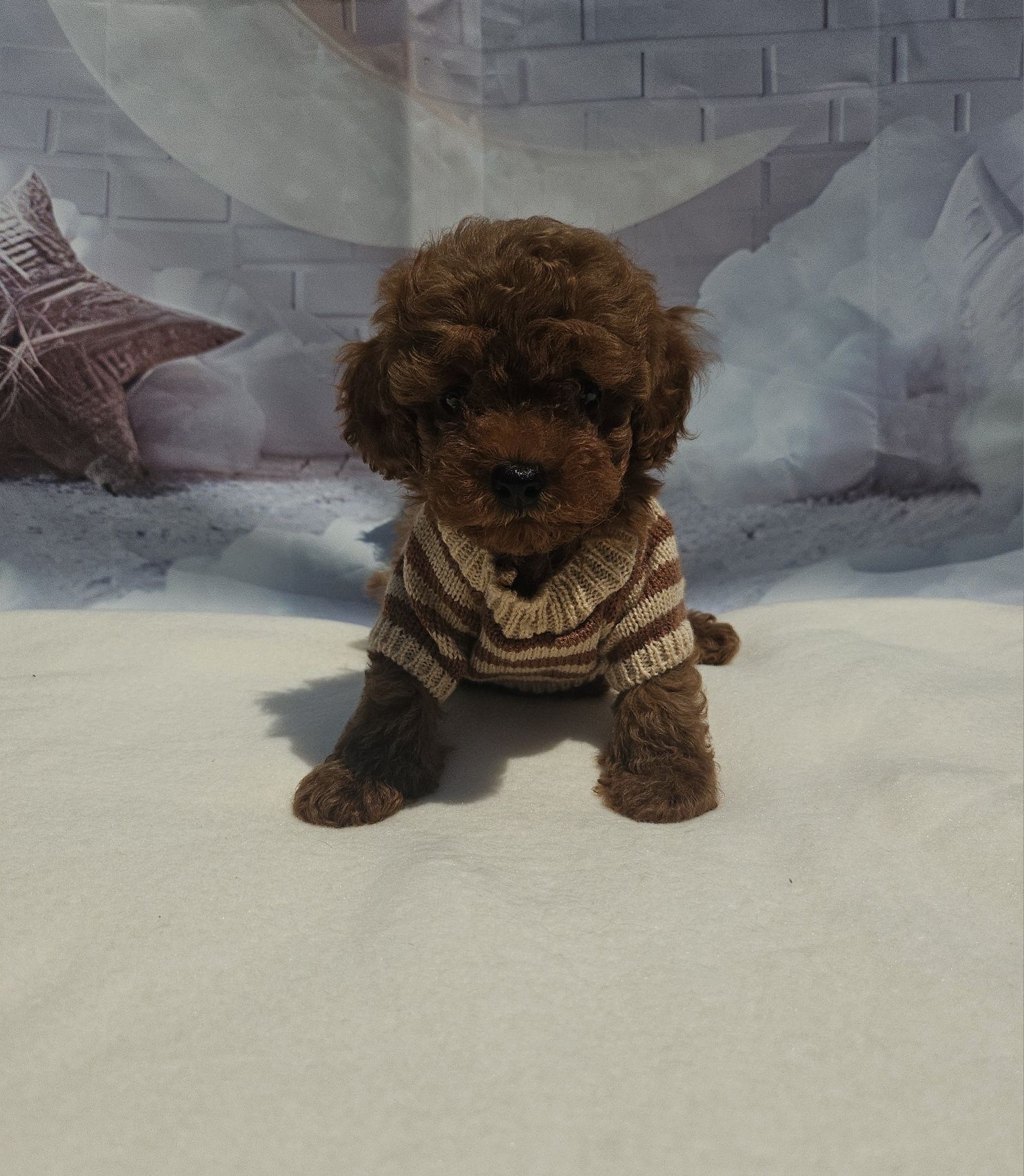 Резервирано !Пудел той момче /100%Toy poodle родословие