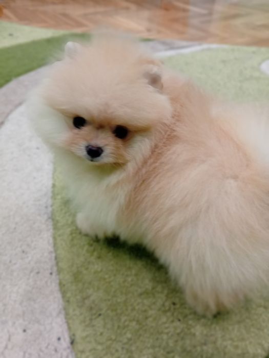 Померан мини померанче
