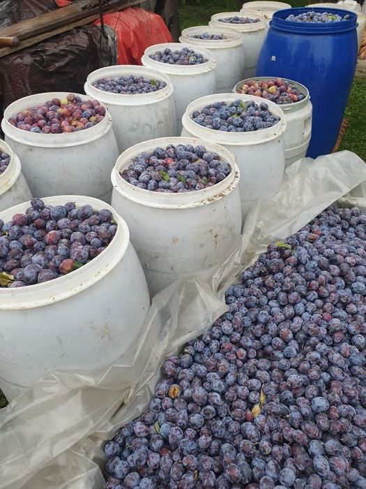 Vând prune pentru țuică