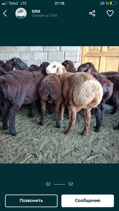 Козылар Сатылады еркек.