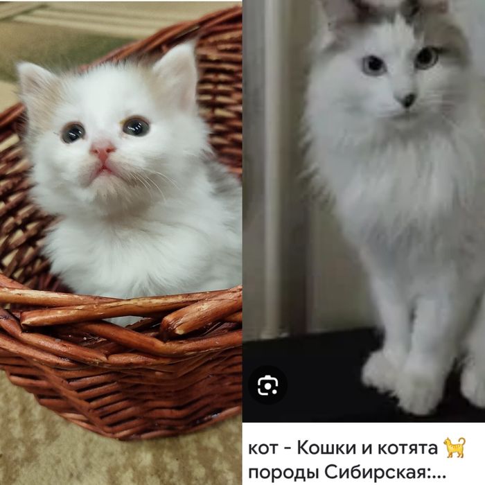 Сима - девочка  1,5 месяца . Есть сходство с сибирской породой .