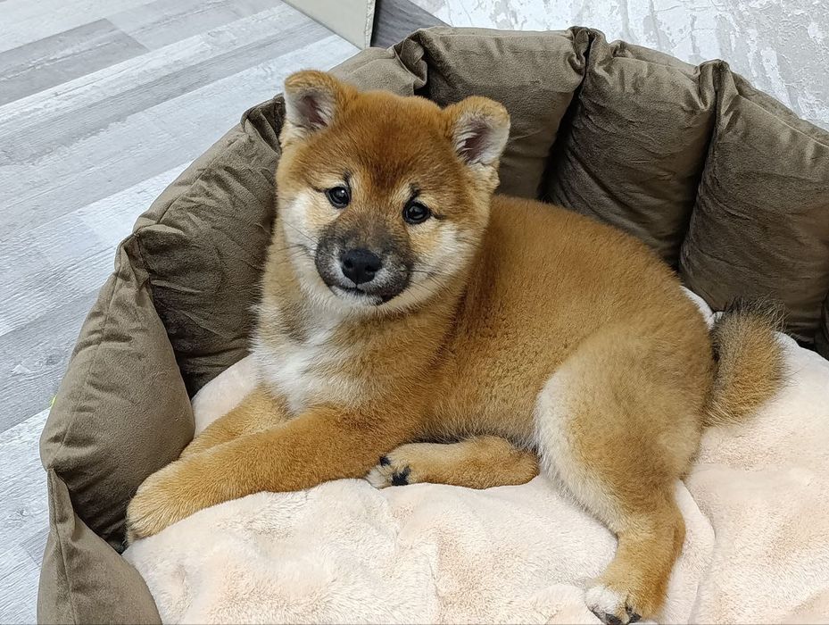 Продаются высоко породные щенки Сиба.