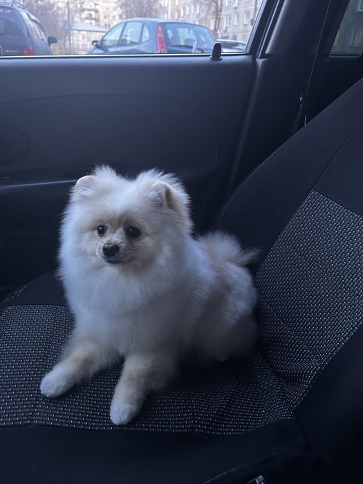 Шпиц померанский кобель вязка