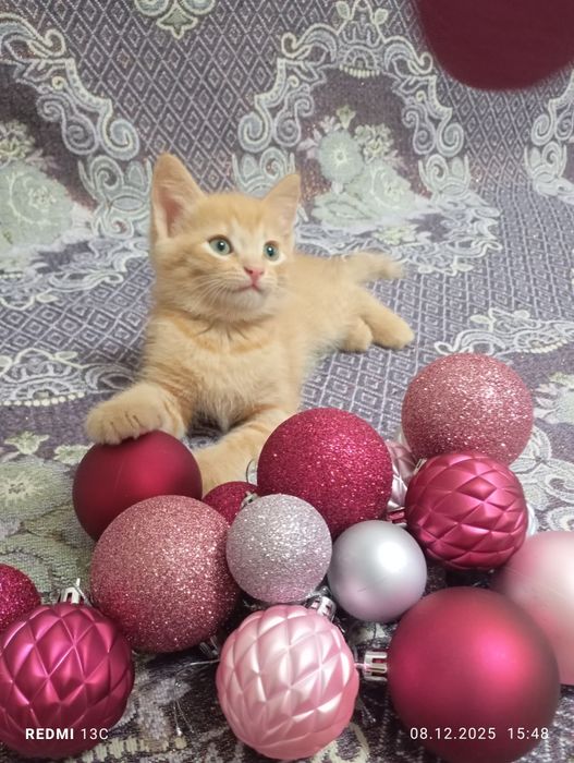 Отдам котят в хорошие и любящие руки