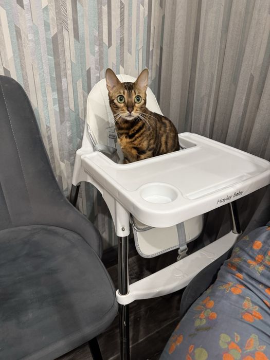 Отдам в добрые руки бенгала