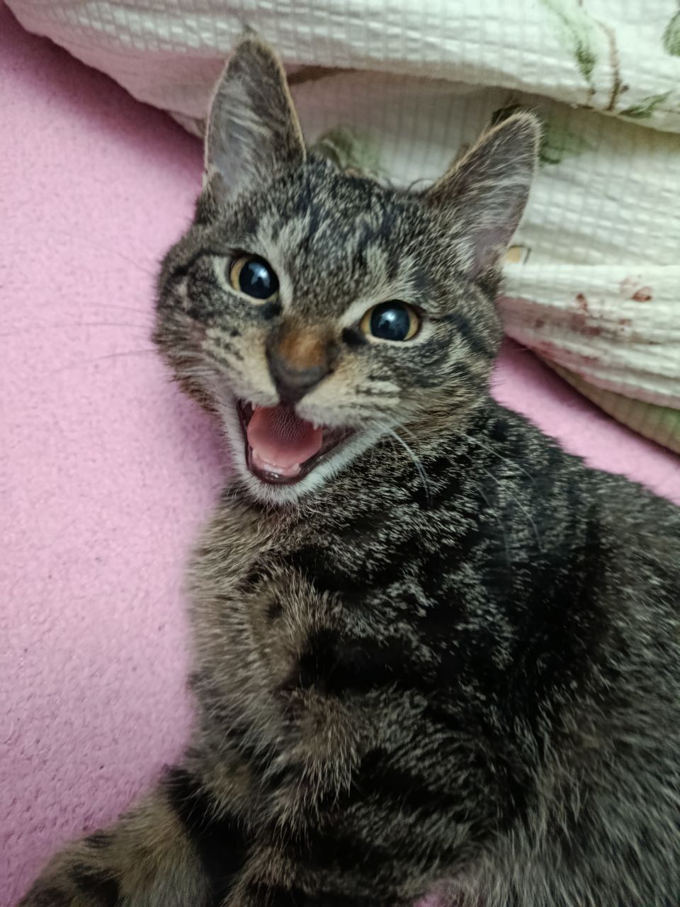 Кот Бернард  ищет дом