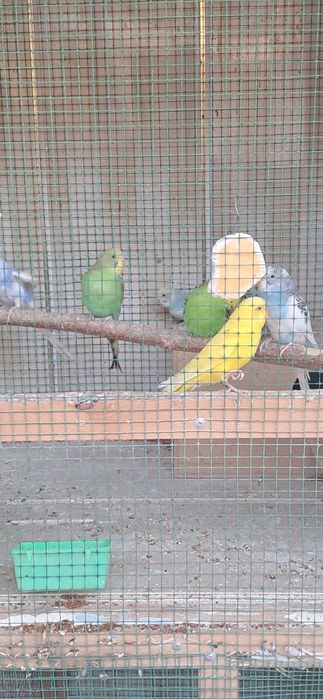 Papugay valnistiy 12ta vzarosli va maladoyla soglom 55.000 dan kami bo