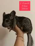 Chinchila/Cincila/Șinșila/Chinchilla
