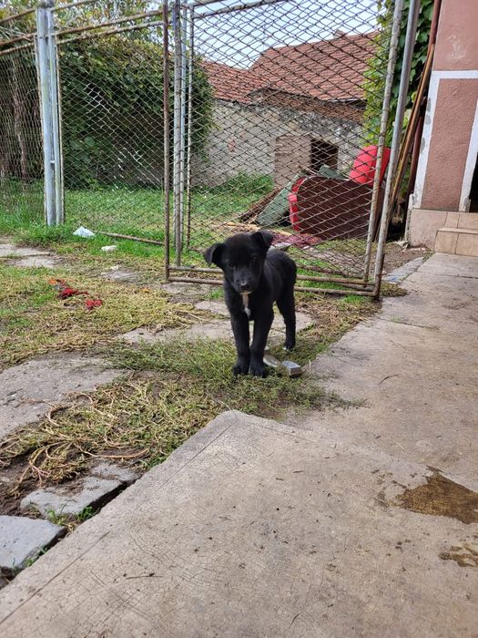 Catei pt adoptie responsabila