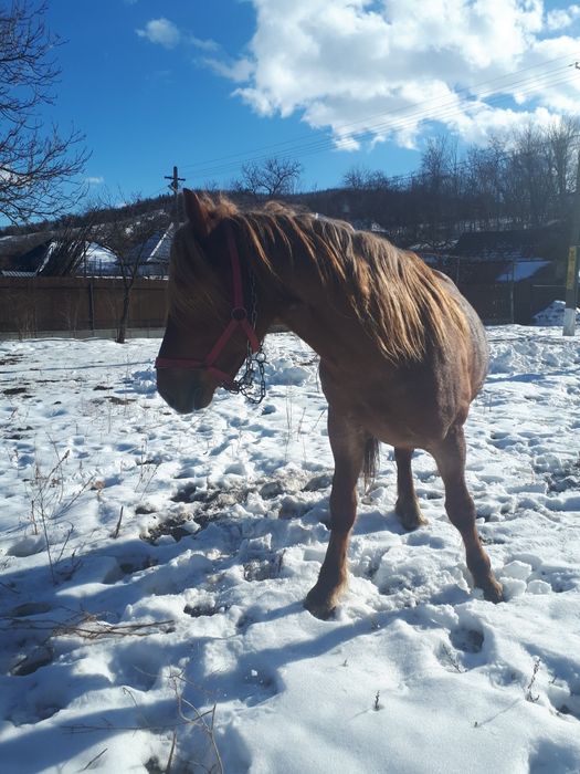 Vand harmasar categorie semigrea