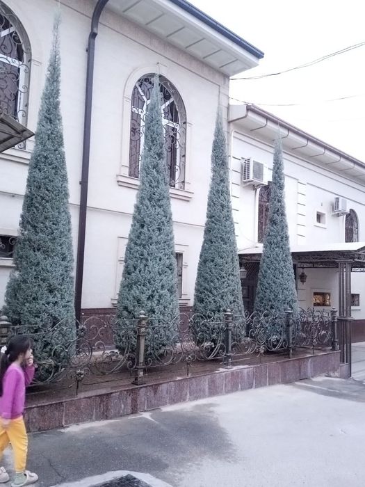 Archa kesish Dorilash