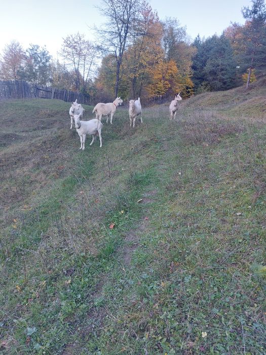 Capre de vanzare+tap de 2 ani