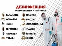 Дизенфекция эффективная.