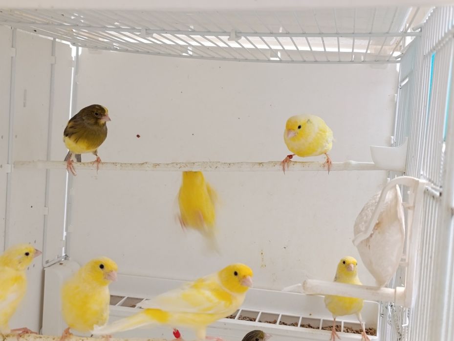 Canari Malinois Waterslager