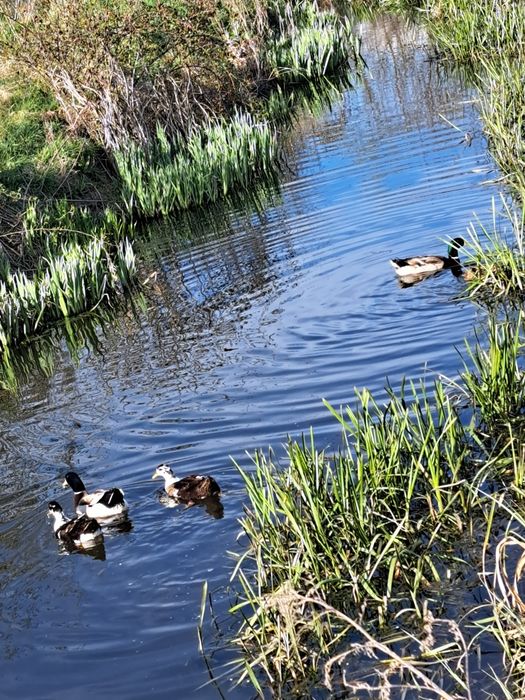 Rațe si  găini crescute în libertate
