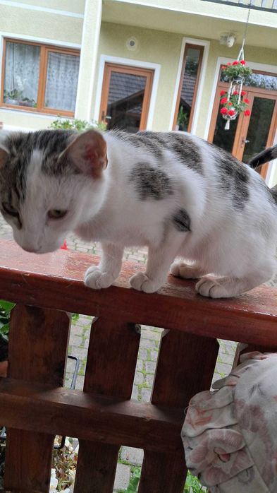 Ofer spre adopție trei pisici metis din Geoagiu-Bai / Jud HD