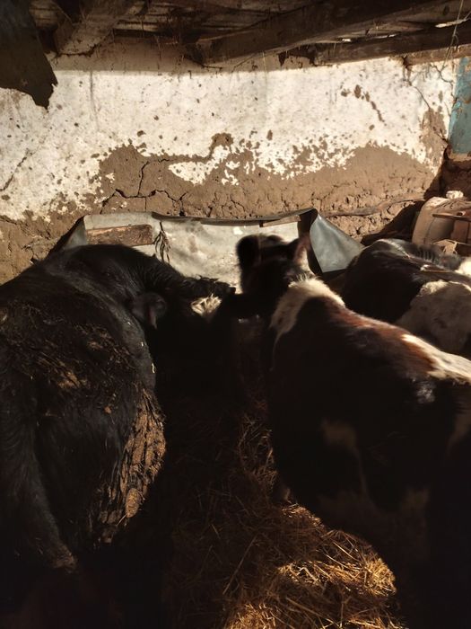 Vând trei tăurași