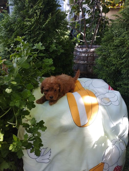 Той Пудел/Poodle Toy.