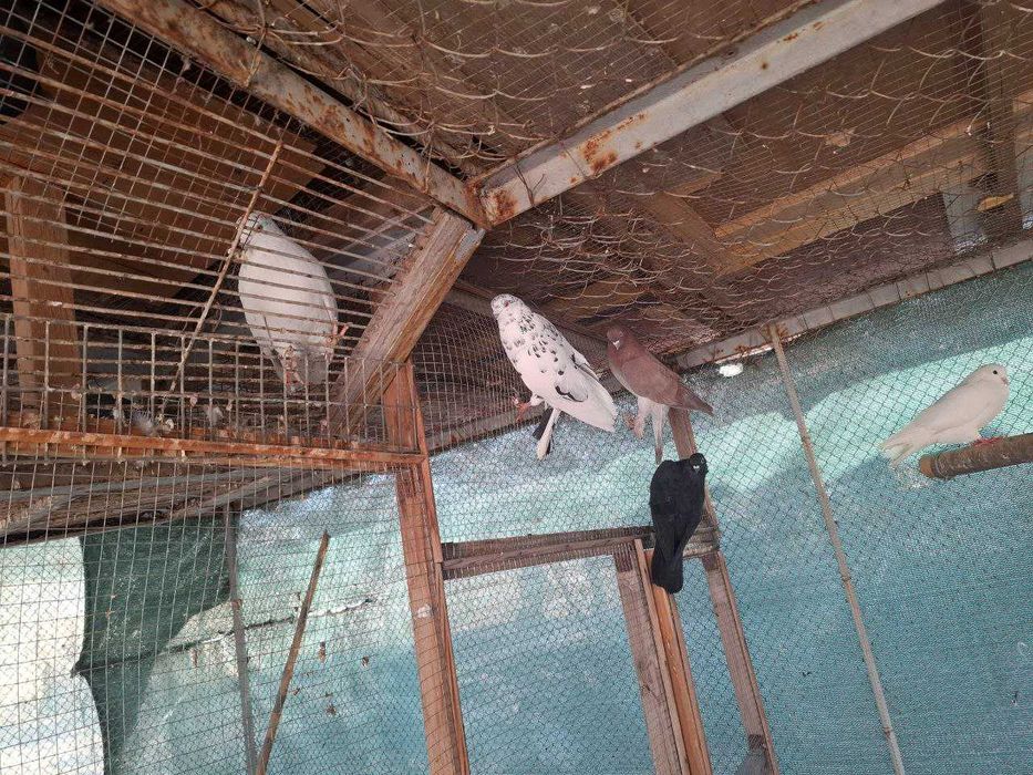 РАСПРОДАЖА ГОЛУБЕЙ: бакинцы, туркмены, чалкары, сычи и др.