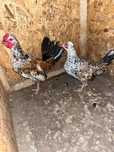 Disponibile 3 perechi de pui pitici