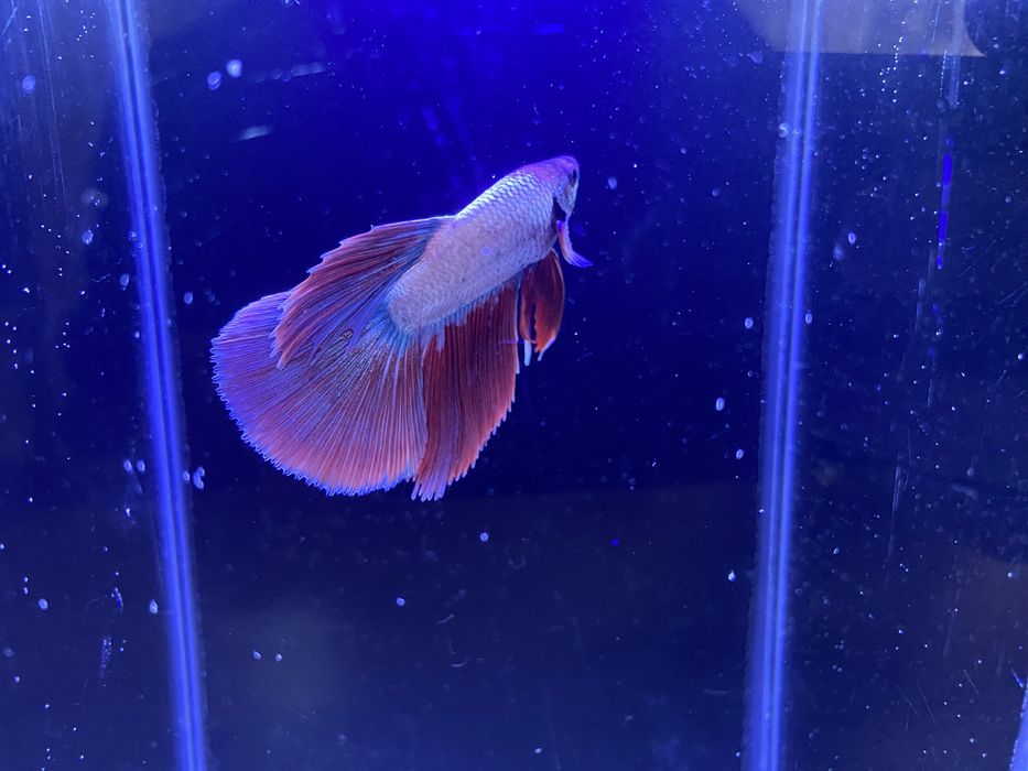 beta / Petushok kislarodsiz yashaydigan baliq