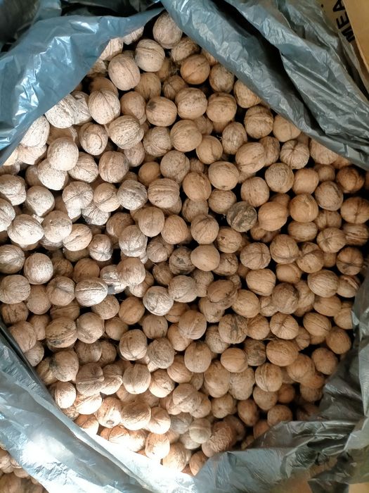 Продам грецкие орехи урожай этой осени