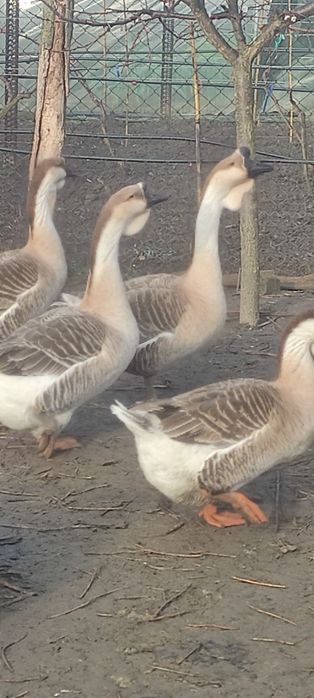 Gâște leșești de vânzare