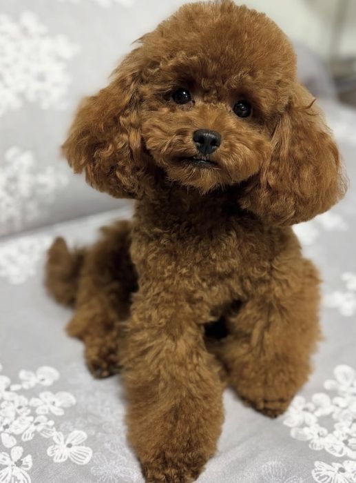 Pudel mini toy si toy