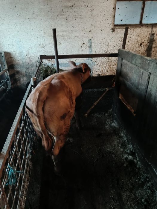 Vând vițel bălțat