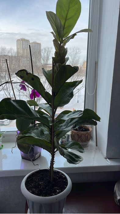 Домашние растания