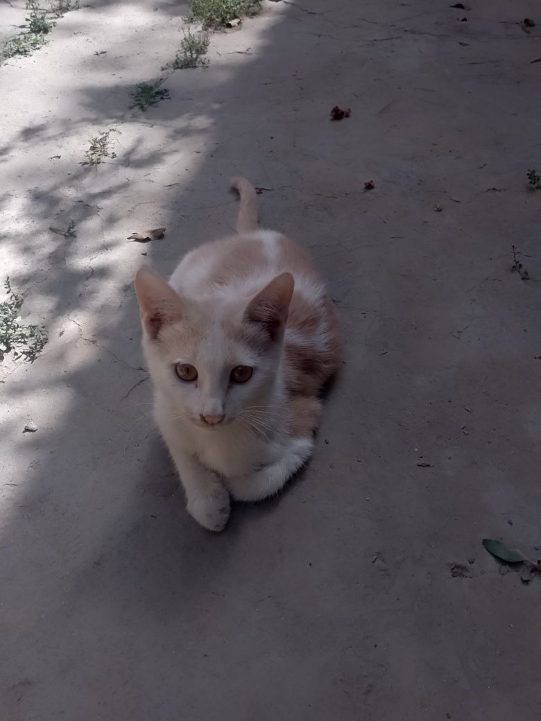 Отдам котека Бераман пишакни.