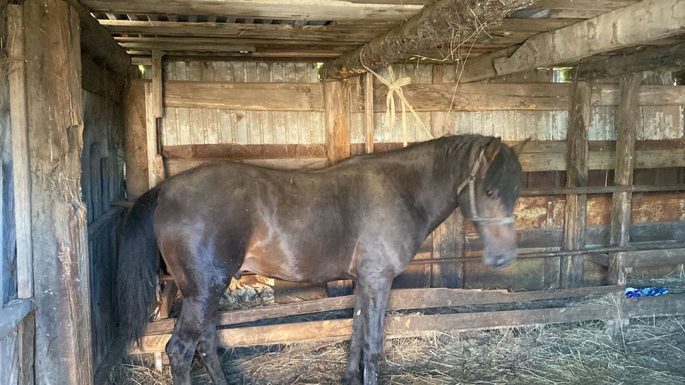 Айғыр жеребец сатылады 7жаста