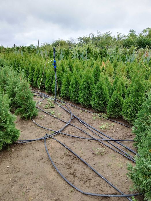 Albizzia,Platani,Tuia